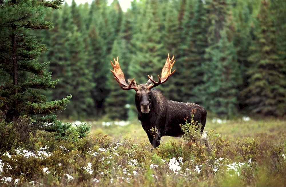 Taiga elk