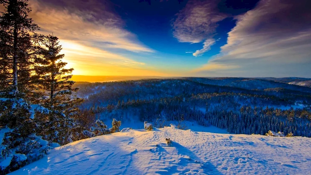 Winter cabin in winter forest