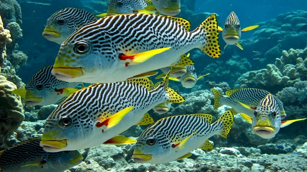 Big Barrier Reef fish