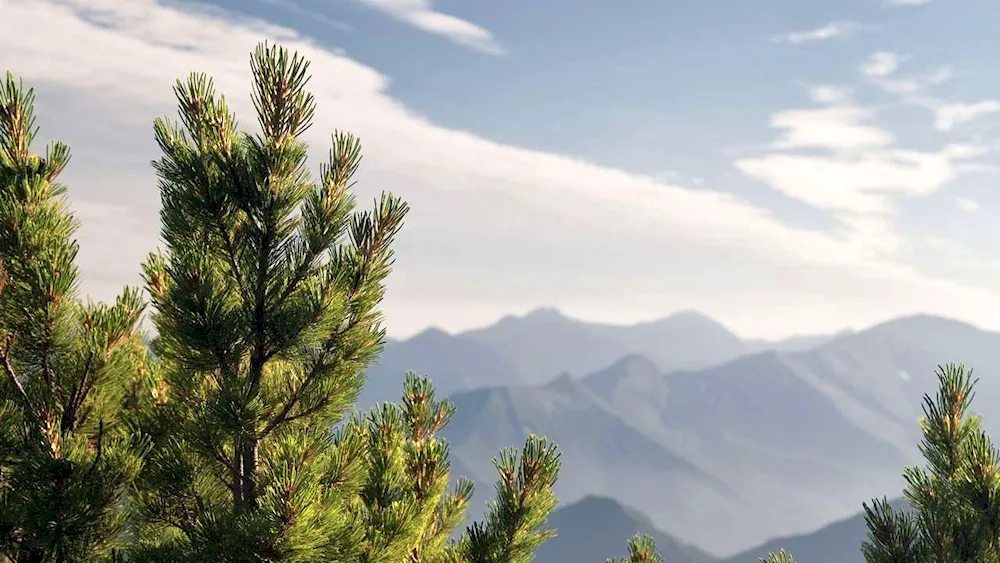 Taiga cedar tree