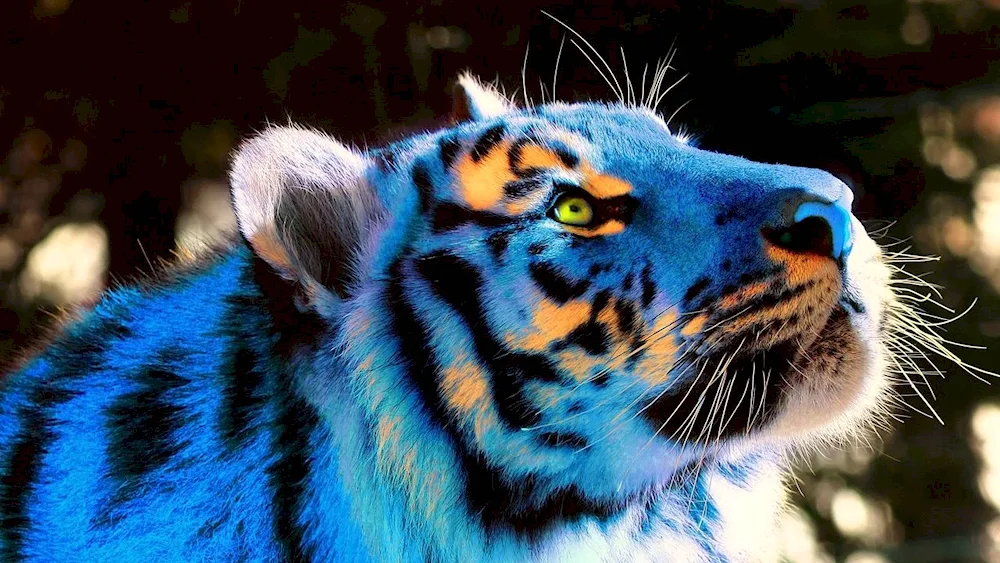 Tiger Blue tiger