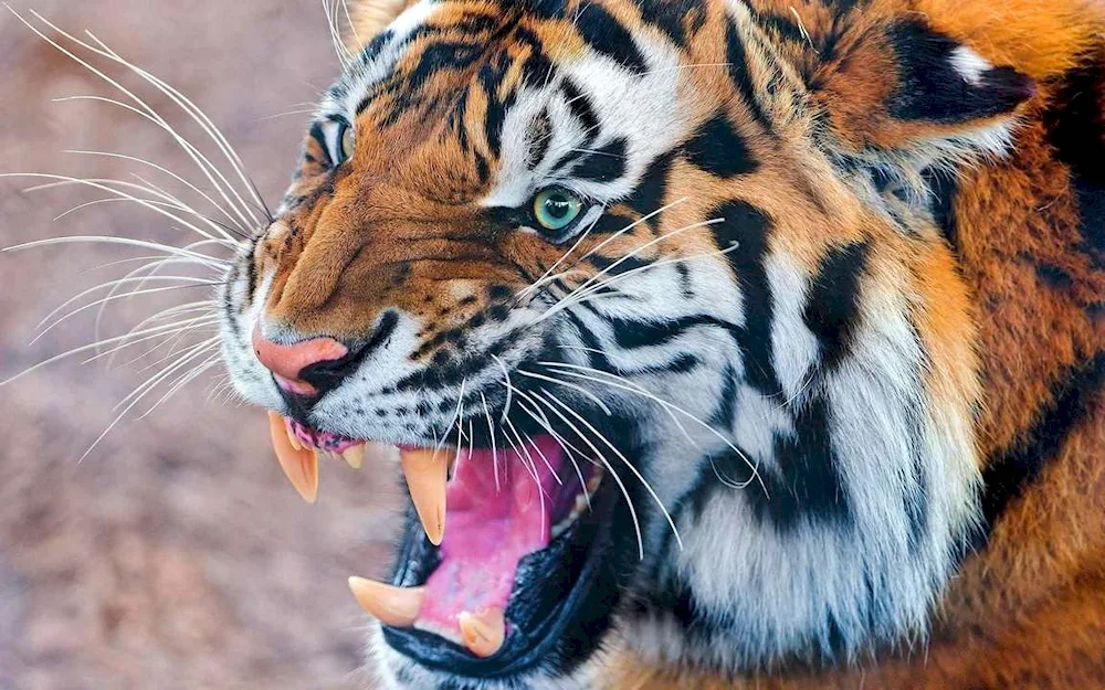 Tiger tiger growl
