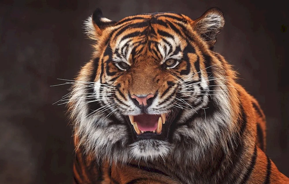 Tiger tiger growl