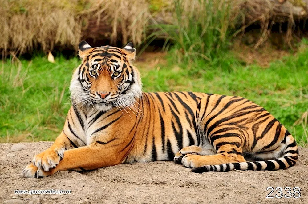 Tiger