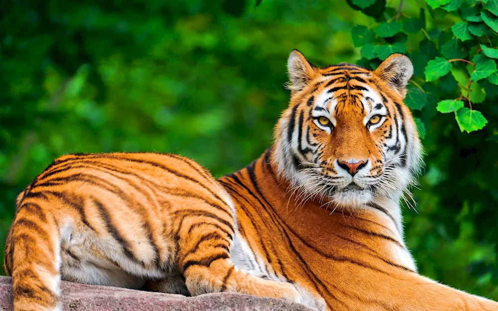 Bengal tiger