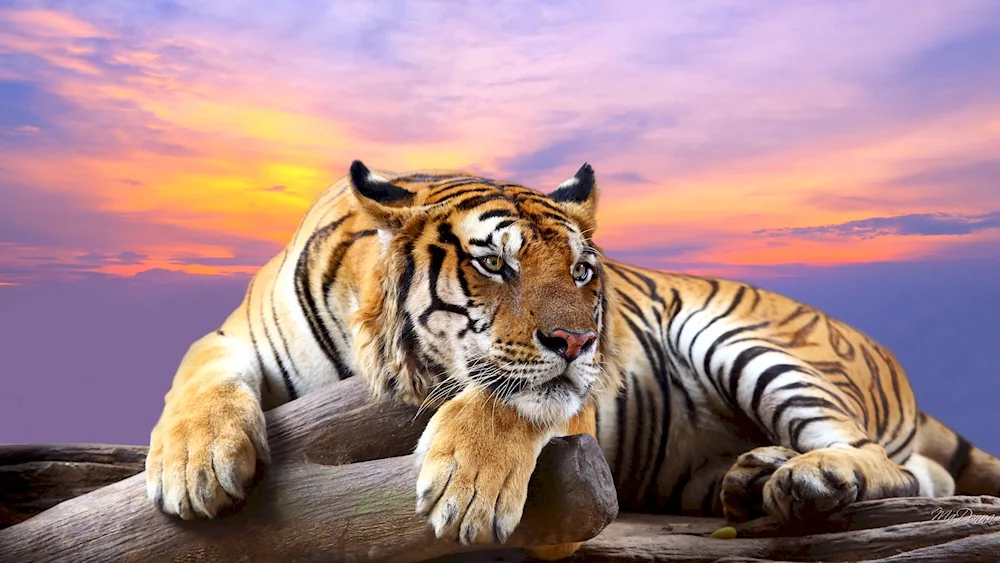 Tiger tiger