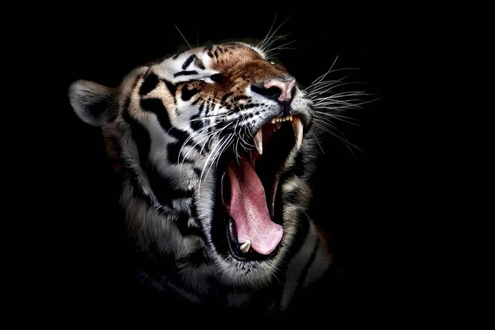 Tiger tiger growl