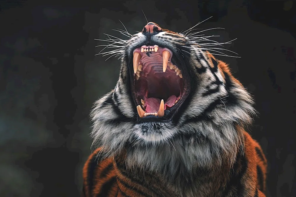 Tiger tiger growl