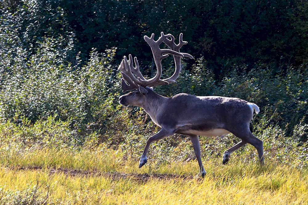 Taimyrsky Reserve reindeer