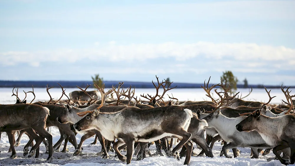 Taimyrsky Reserve Northern Reindeer