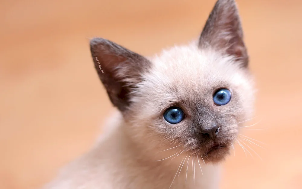 Siamese cat