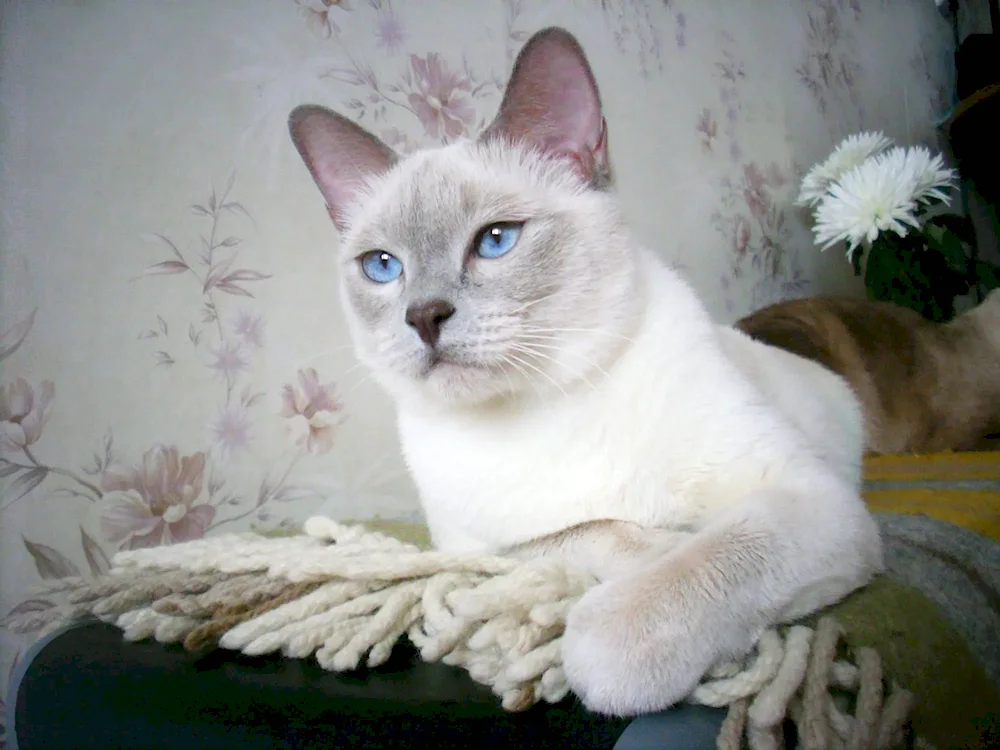 Thai cat breed Point