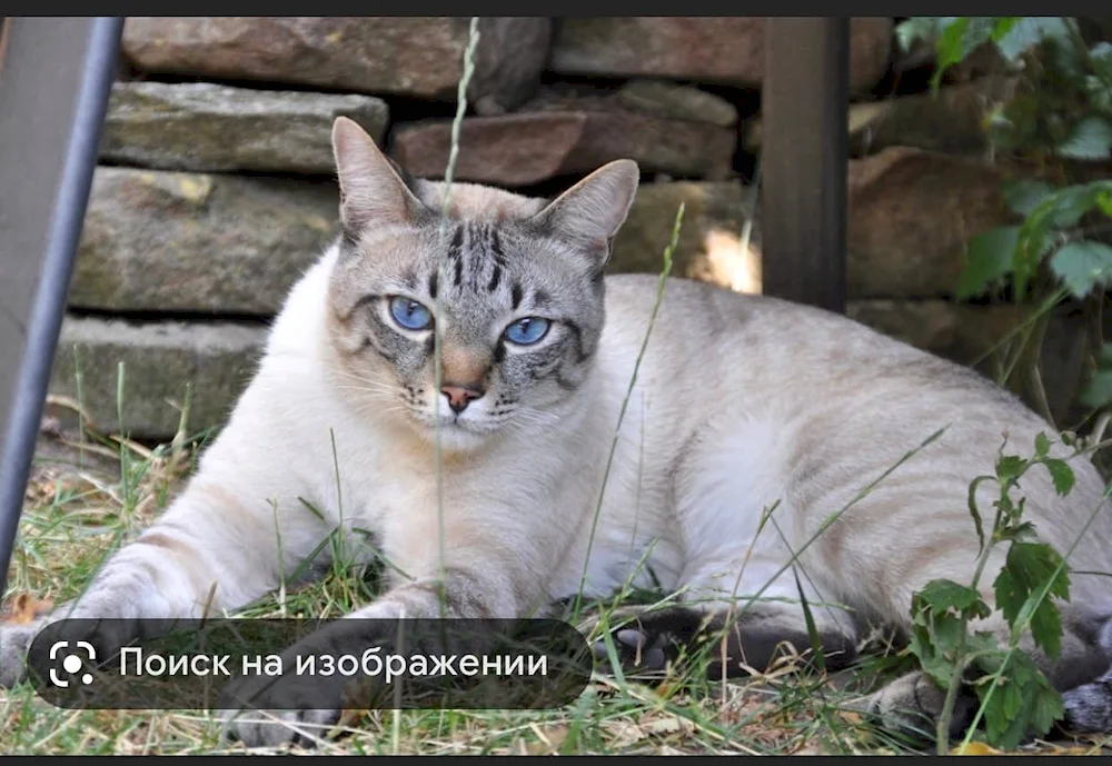 Blue Tabby Point Thai cat Tabby Point Thai Tabby Point Thai Tabby Point Thai Tabby Point Thai Tabby Point Thai Tabby Point Thai Tabby Point Thai Tabby Point Thai Tabby Point Thai Tabby Point Thai Tabby Point Thai Tabby Point Thai Tabby Point Thai Tabby Point Thai Tabby Point Thai Tabby Point Thai Tabby Point Thai Tabby Point Thai Tabby Point Thai Tabby Point Thai Lilac Point Thai Tabby Cat Point