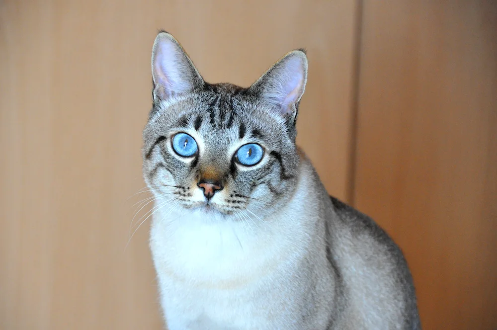 Tabby Blue Point Thai Blue Tabby Point Thai Blue Tabby Point Thai Power Tabby Point Thai Blue Tabby Point Thai Blue Tabby Point Thai Tabby Cat Tabby Point Thai Blue Tabby Point Thai Tabby Point Thai Tabby Cat Tabby Point Thai Tabby Point Thai Tabby Point