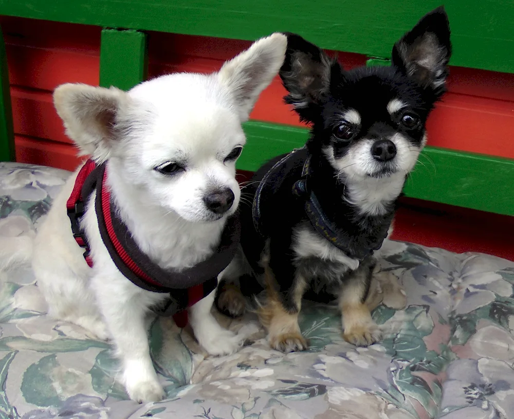 Dwarf Pinscher angry