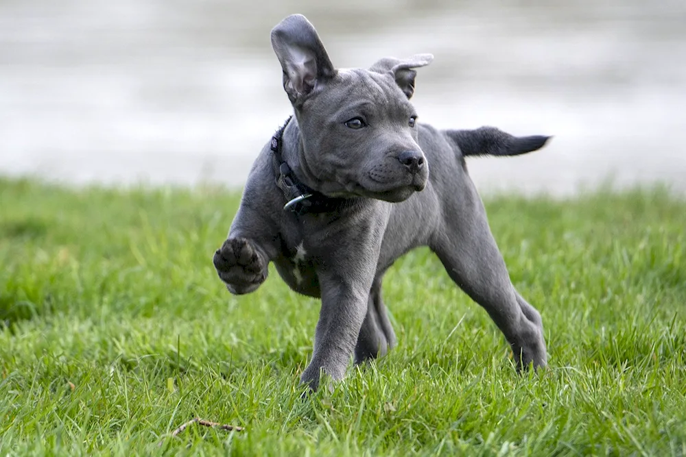 Staffordshire Terrier grey