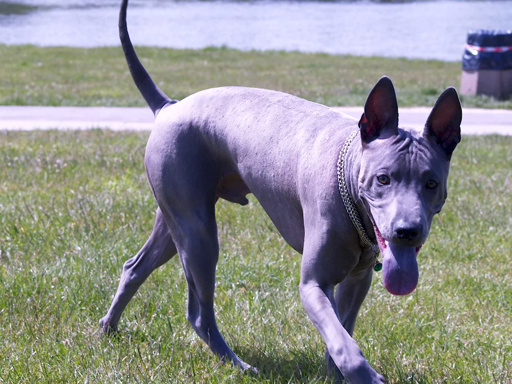 Staffordshire bull terrier blue