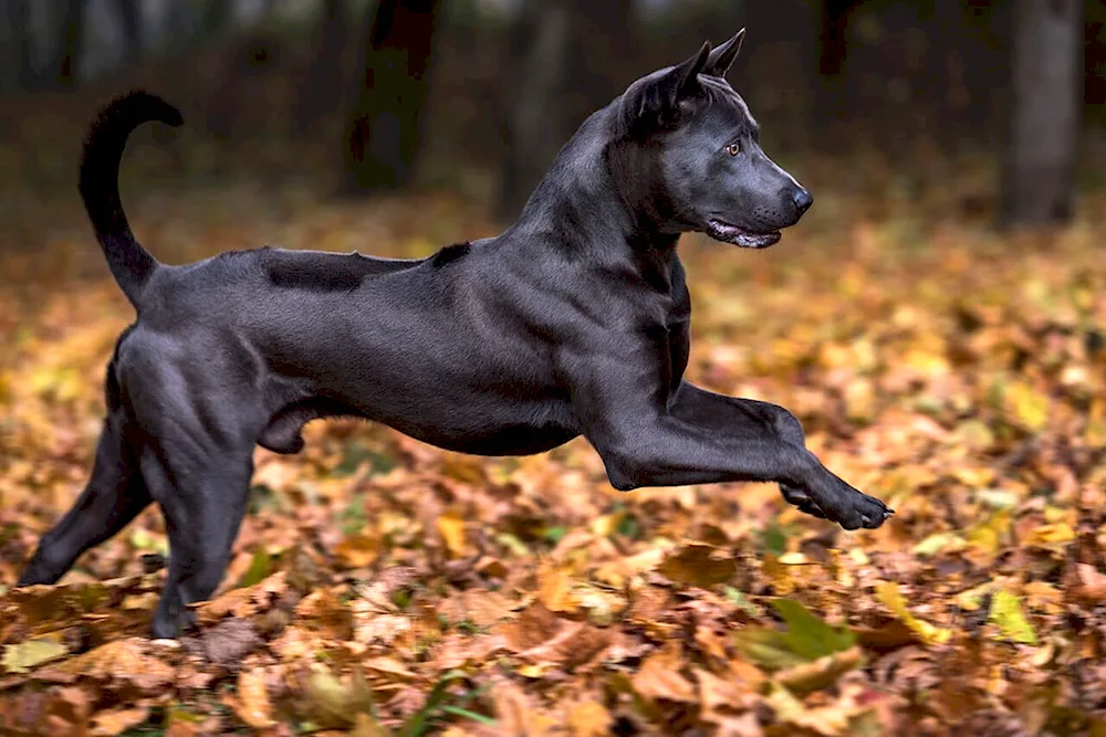 Black Spaniel Kunkhound