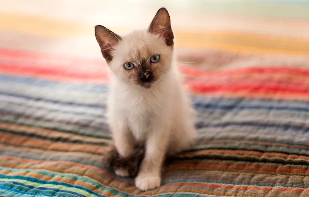 Siamese cat kitten