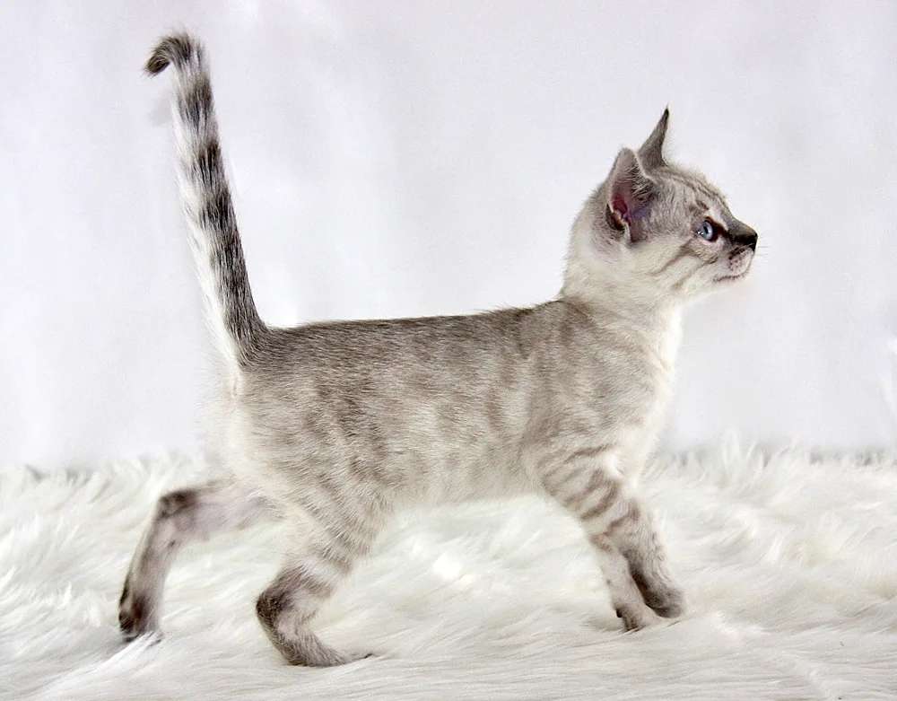 Thai cat breed Point