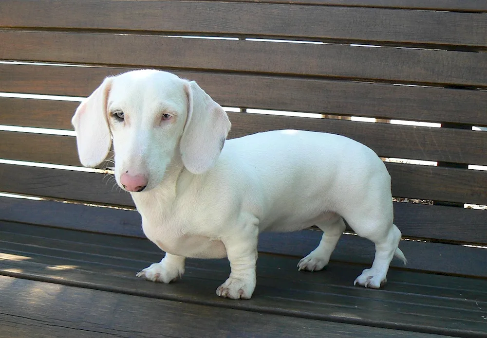 Long-haired dachshund