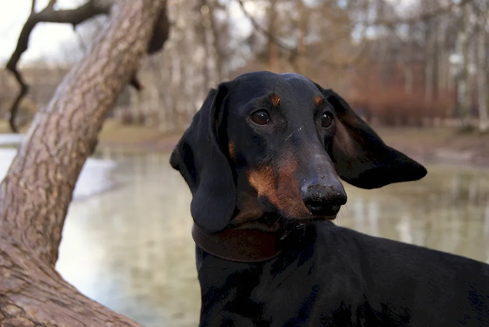 Bunny dachshund black