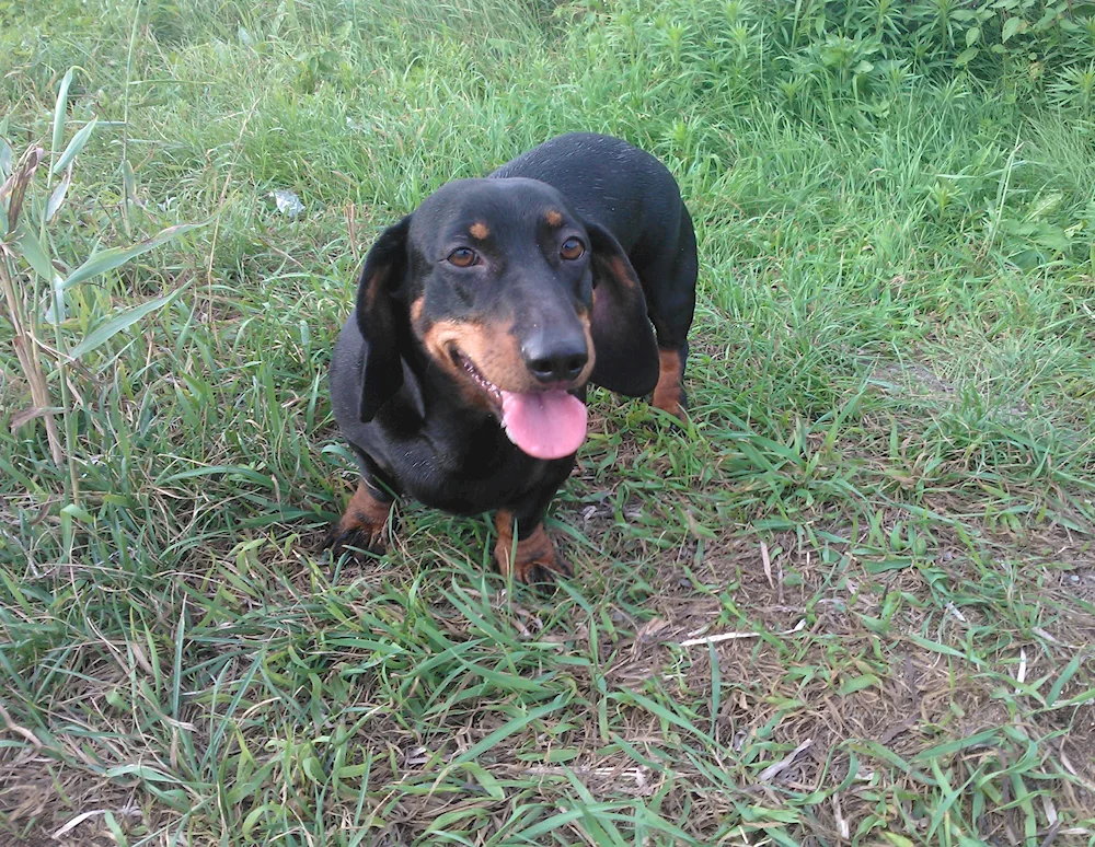 Dachshund black