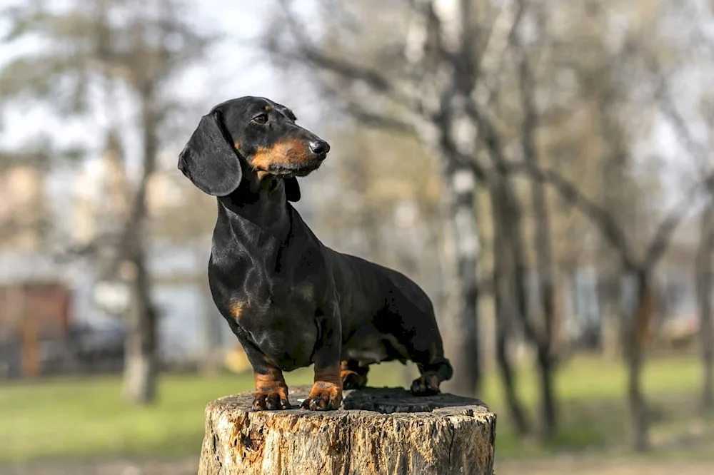 Dachshund black smooth-haired