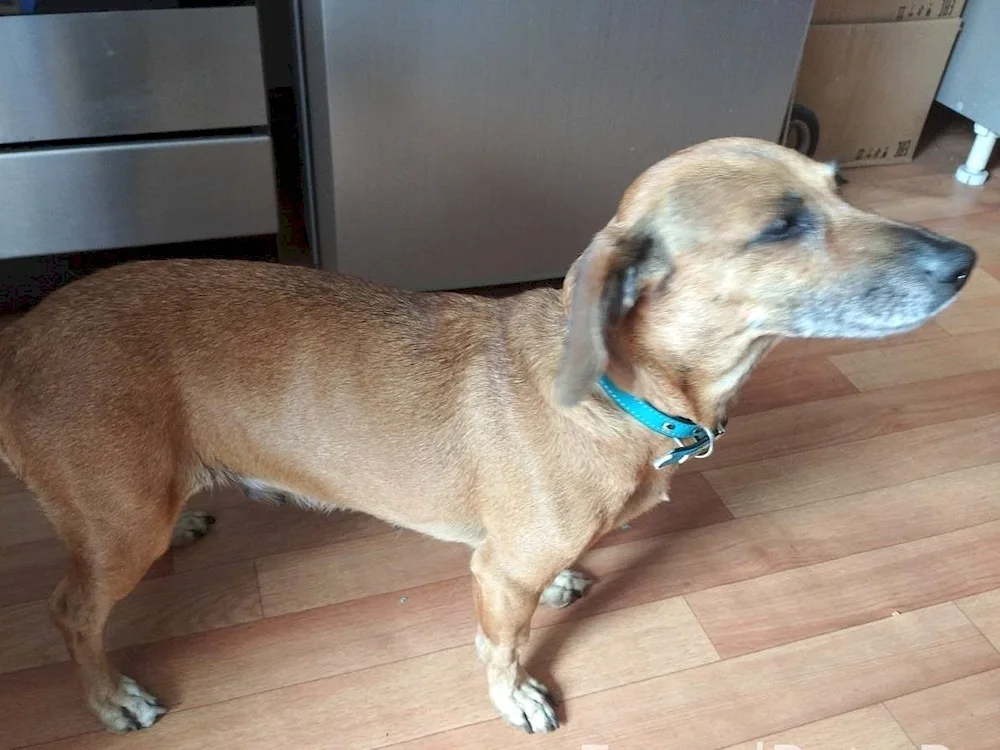 Jagdterrier and dachshund and spaniel