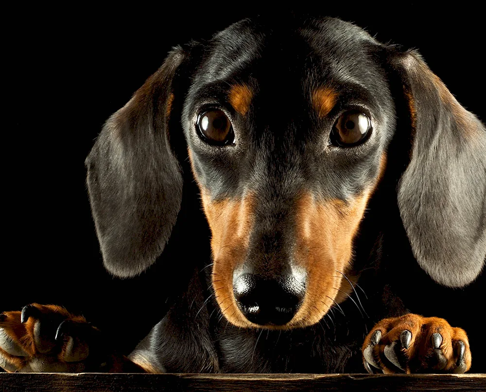 Dachshund smooth-haired