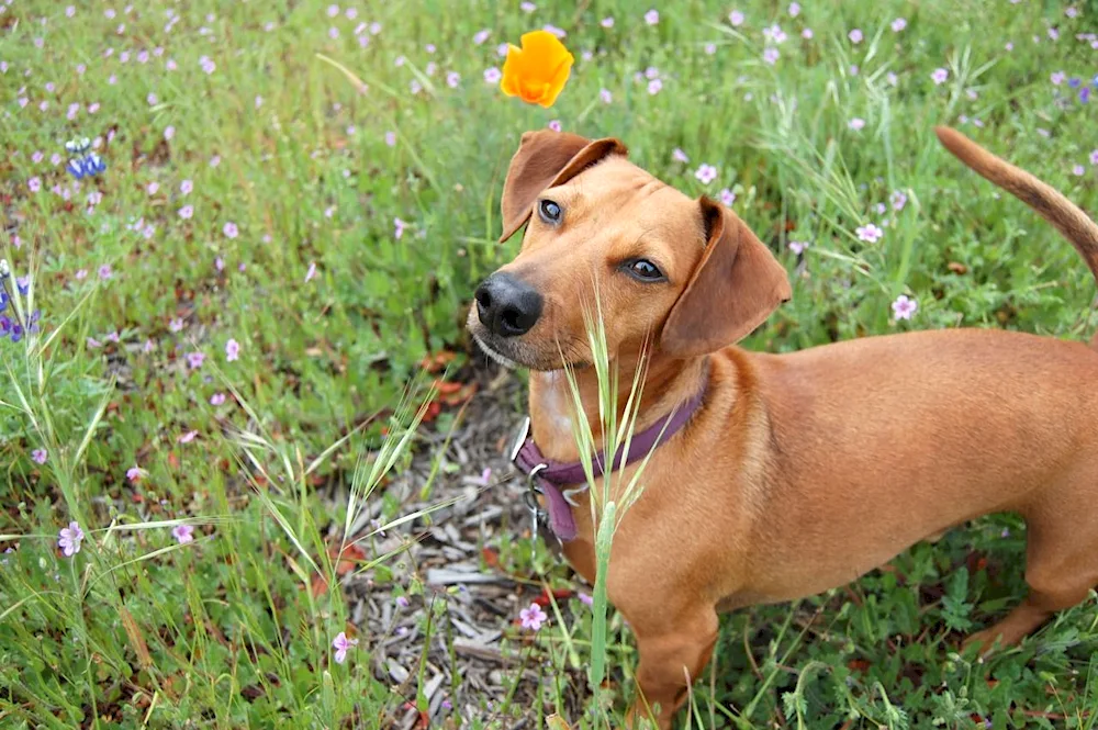 Dachshund mongrel mix