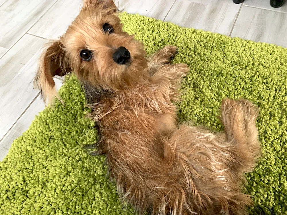 Yorkshire terrier