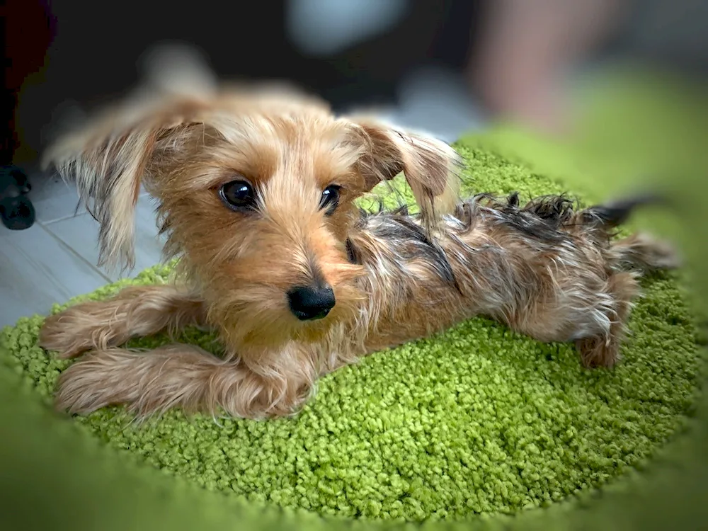 Beaver. Yorkshire Terrier