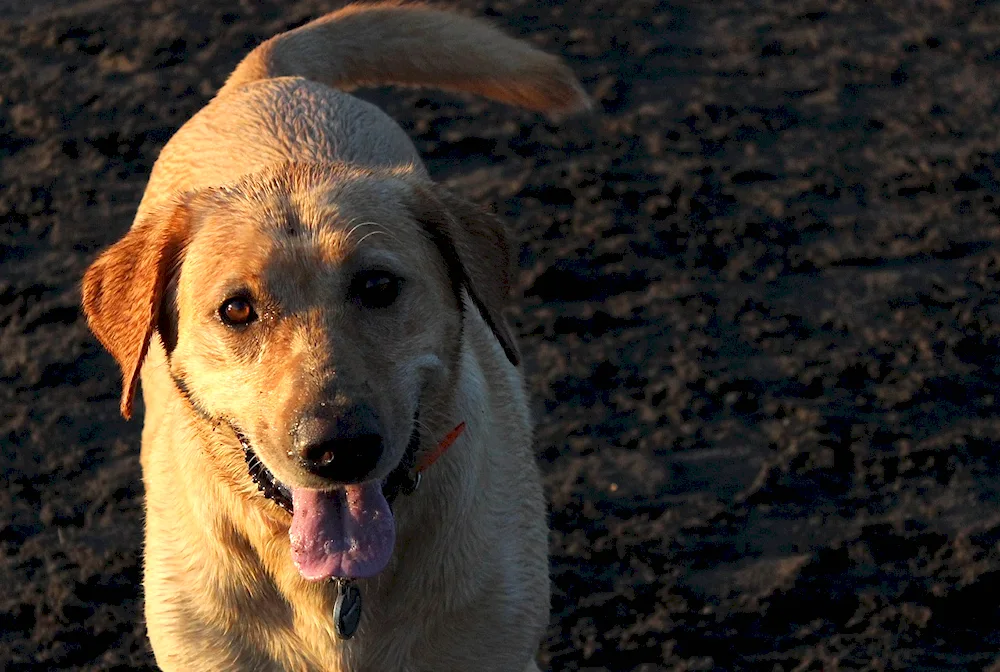 Dachshund and Labrador