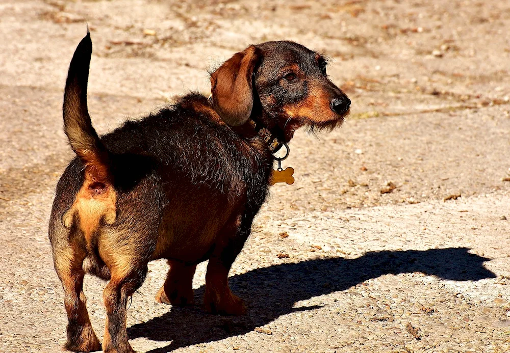 Rabbit dachshund. hard-haired