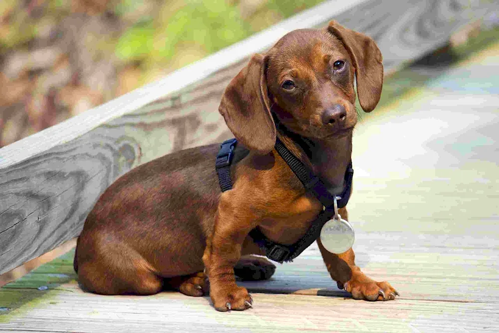 Dwarf smooth-haired dwarf dachshund