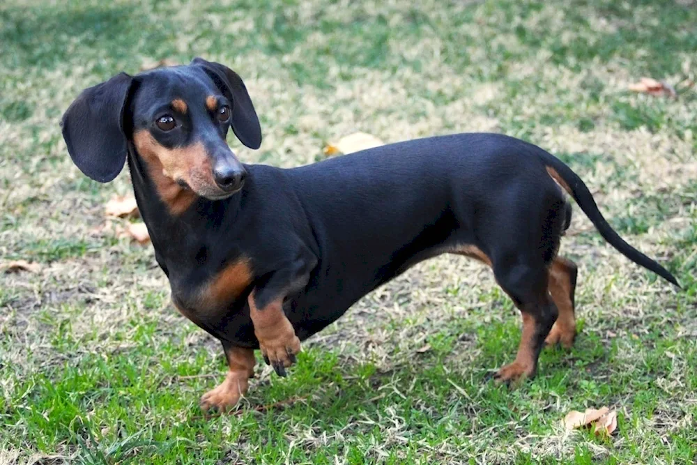 Dachshund dog dwarf smooth-haired