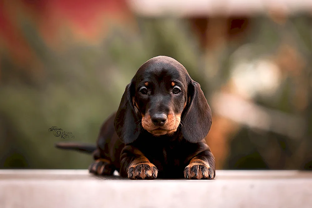 Weimaraner Labrador