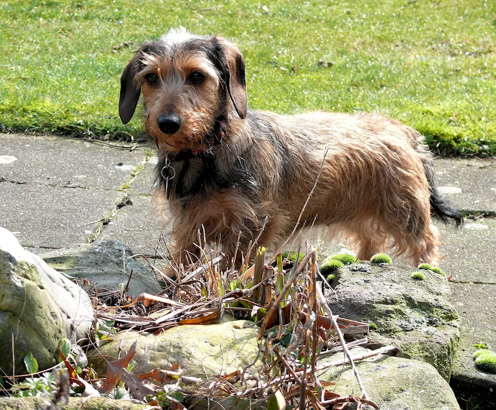 Austrian dachshund hound