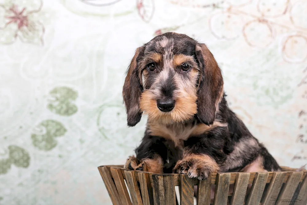 Marbled dachshund dwarf dachshund