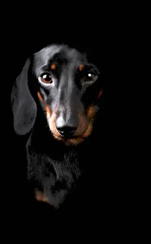 Dachshund on a black background