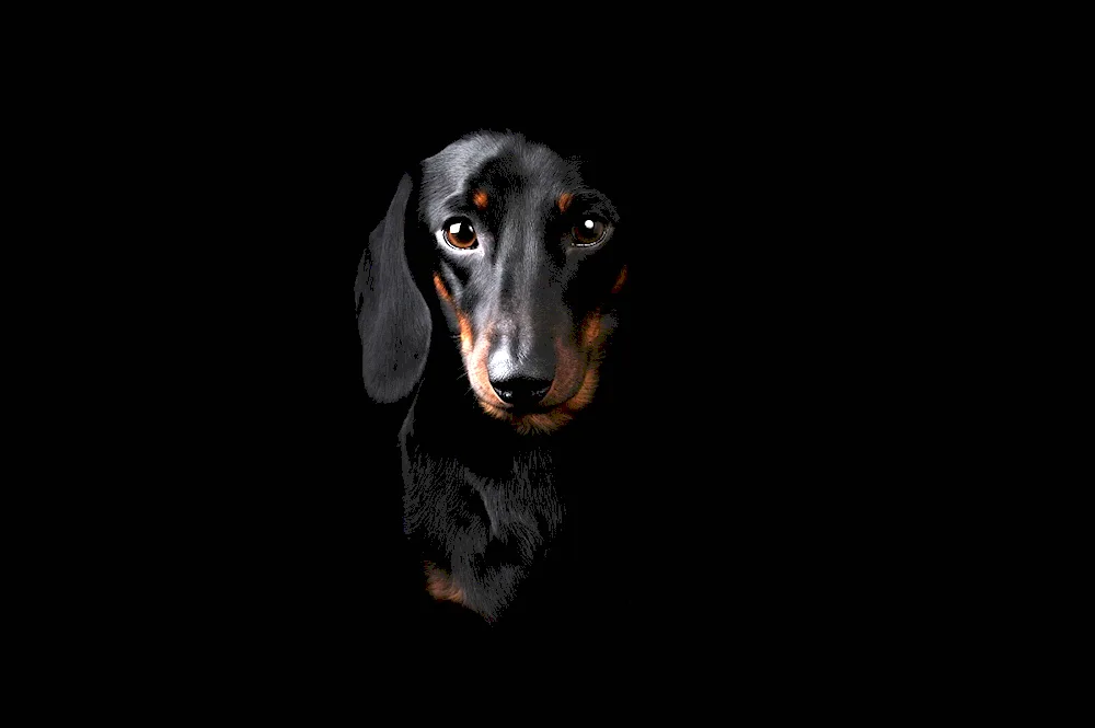 Dachshund on a black background