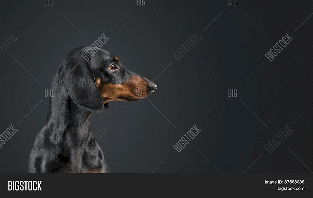 Dachshund dog on a black background