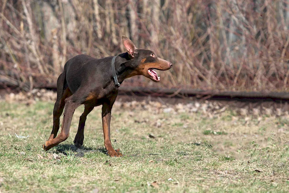 French shepherd dog Boscheron