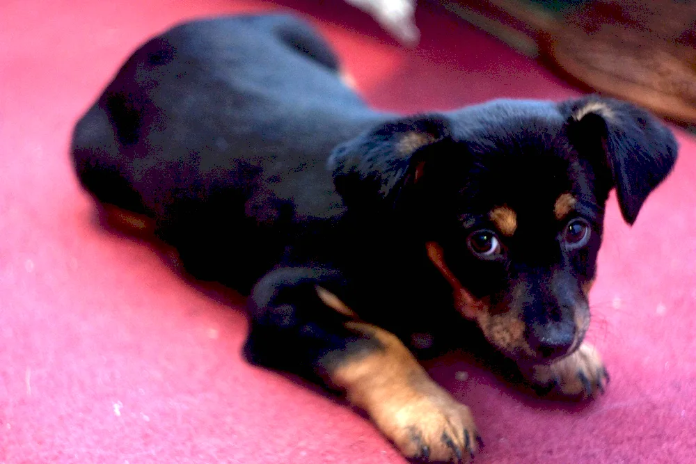 Pitbull and dachshund mix