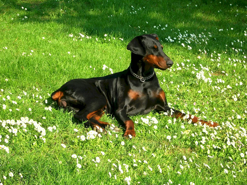 Pinscher