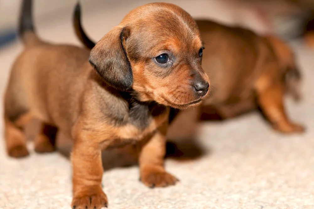 Taxa dog puppies