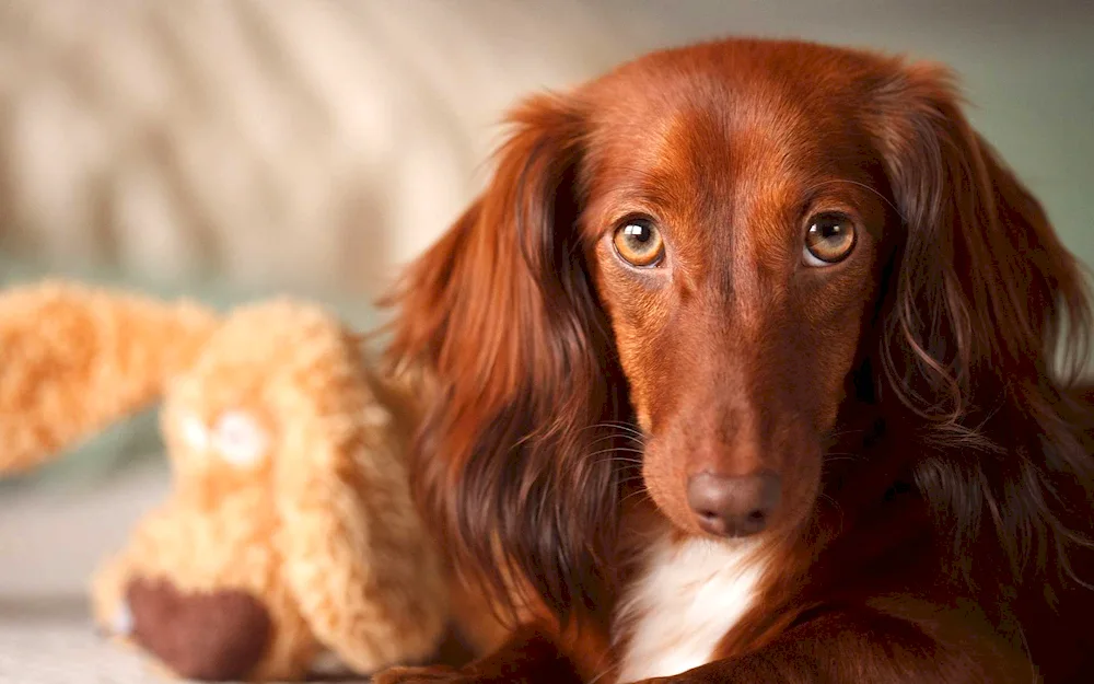 Irish Kerry Beagle