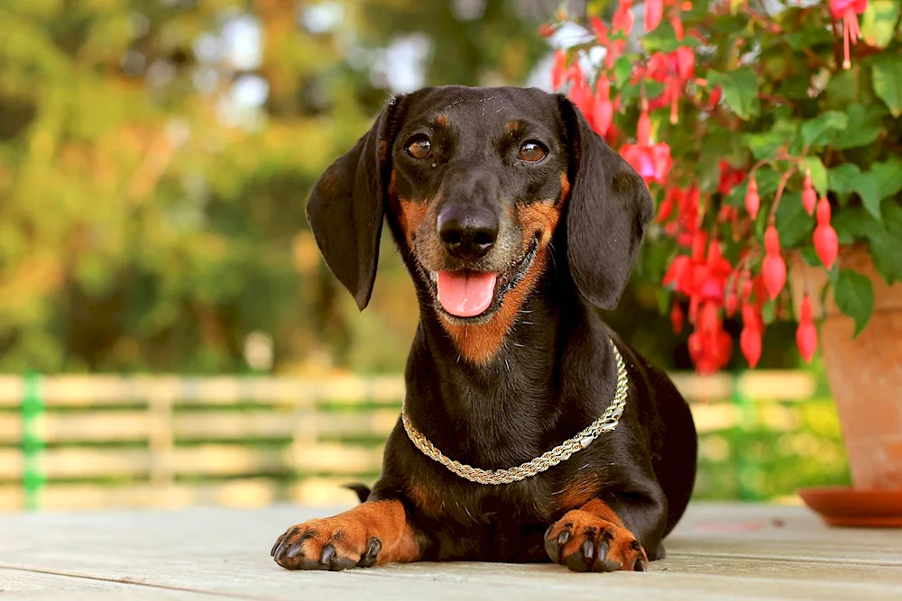 Doberman dog