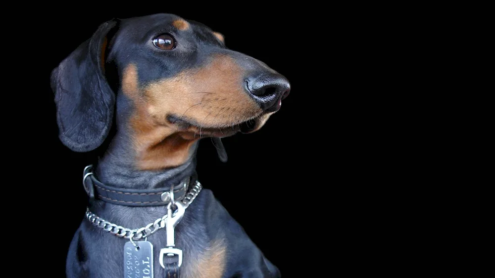 Black dachshund puppy